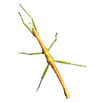 Indian Stick Insect Carausius morosus 5 adults